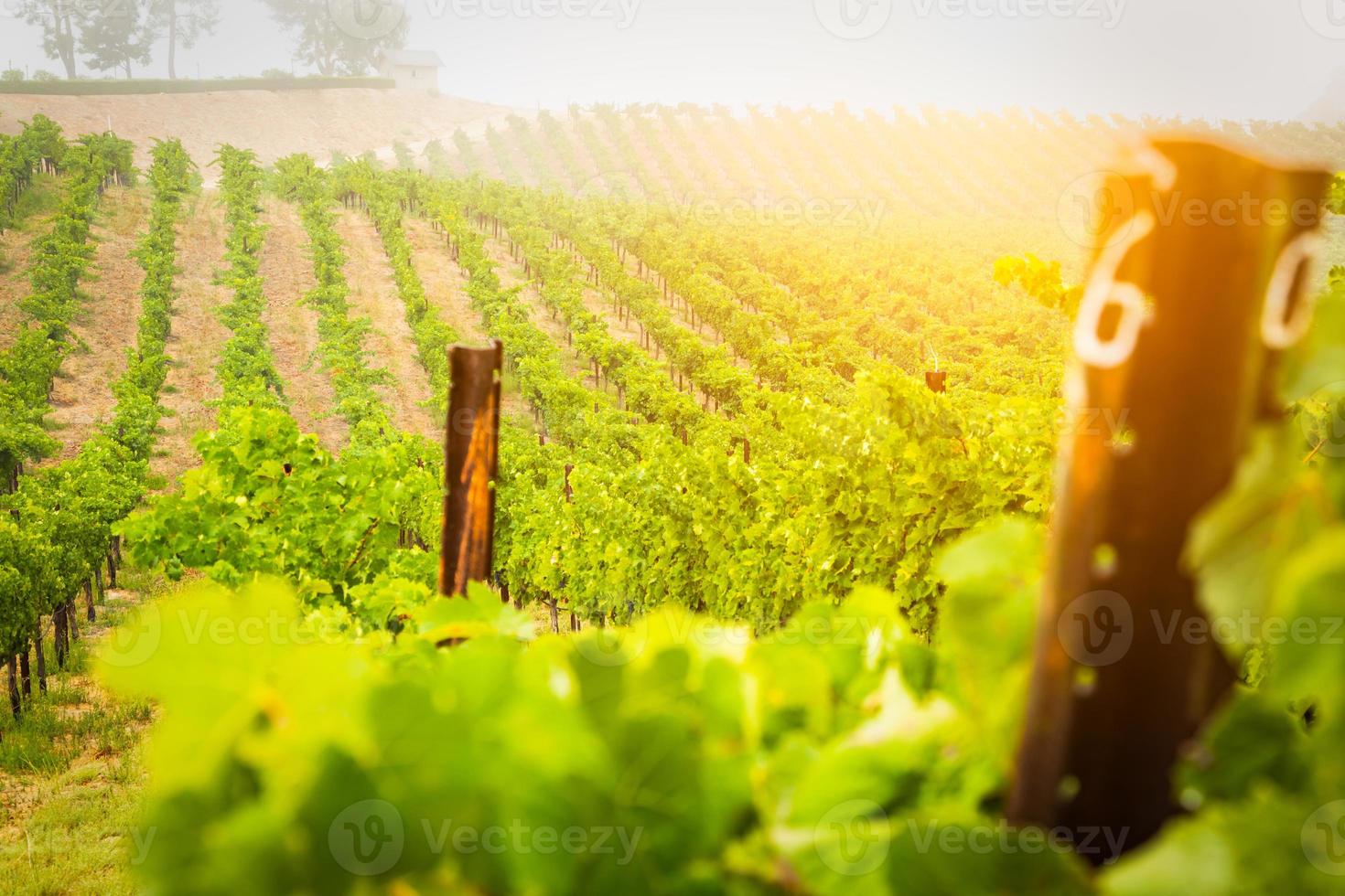 belo vinhedo de uva para vinho ao sol da manhã foto