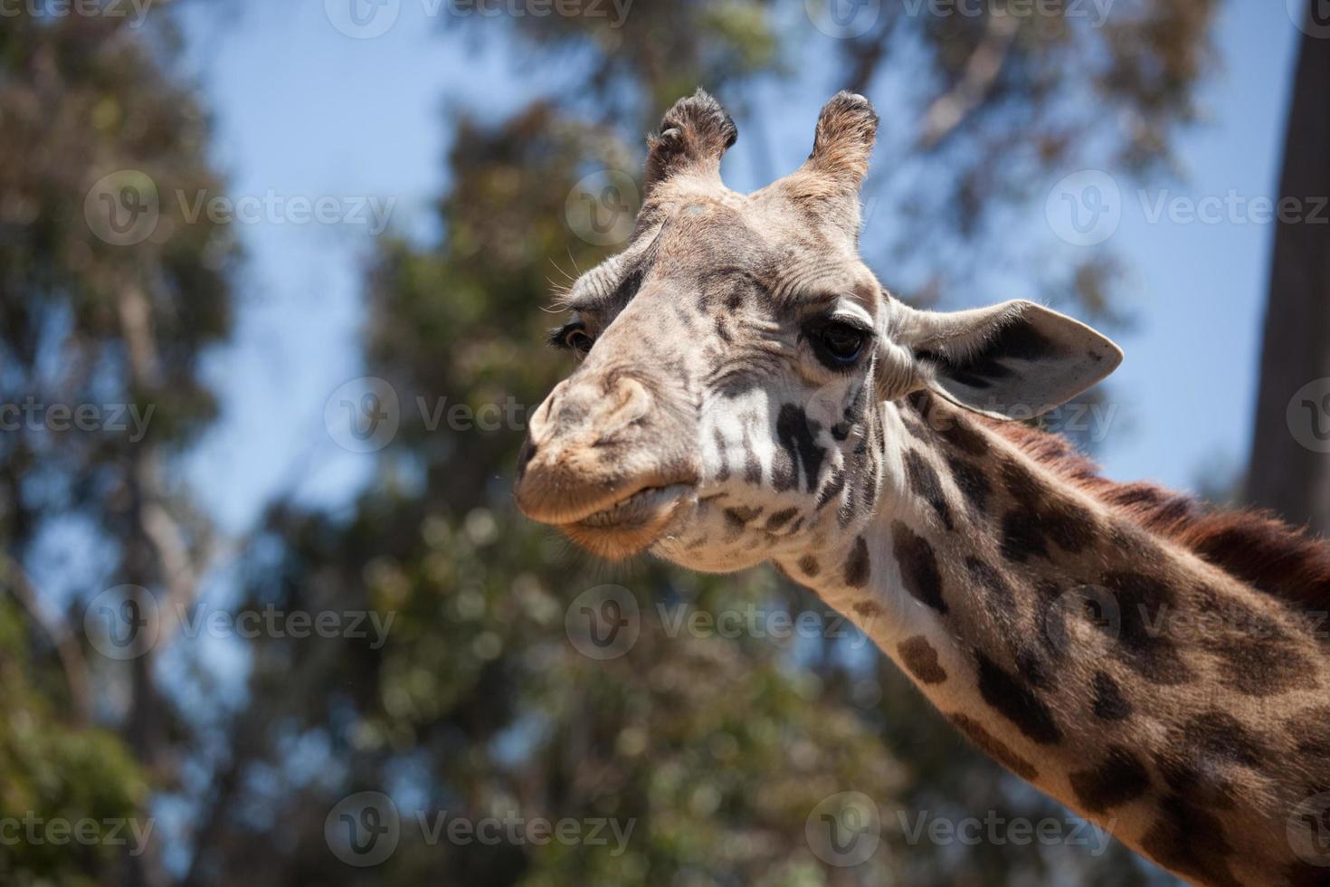 close-up da cabeça da girafa foto