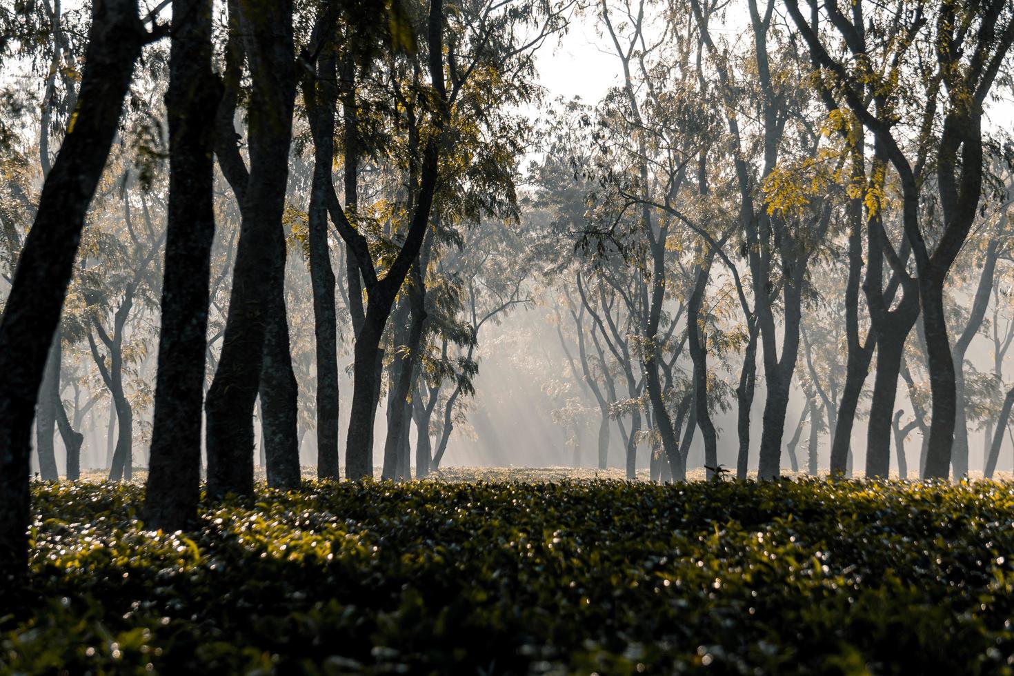 o nascer do sol ao nascer na manhã nublada de inverno no jardim de chá foto