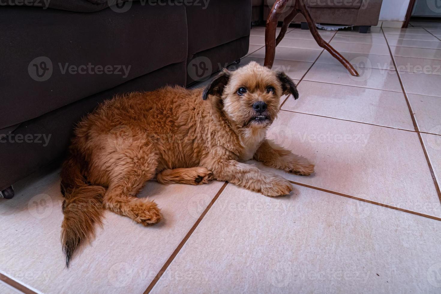 cão doméstico pequeno animal foto