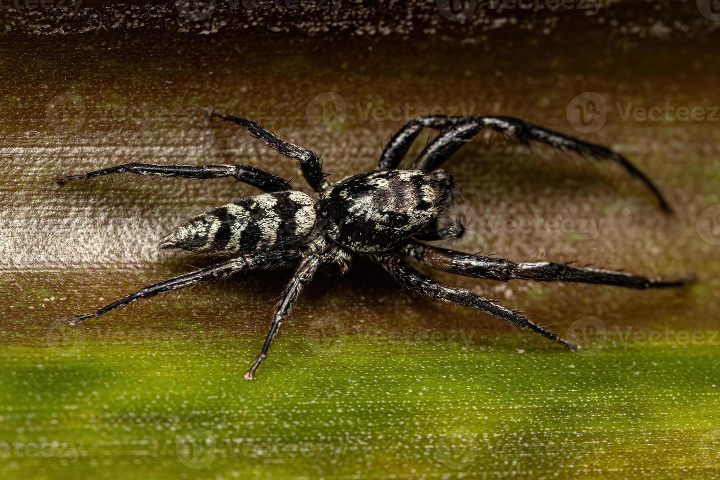 animal aranha saltadora foto
