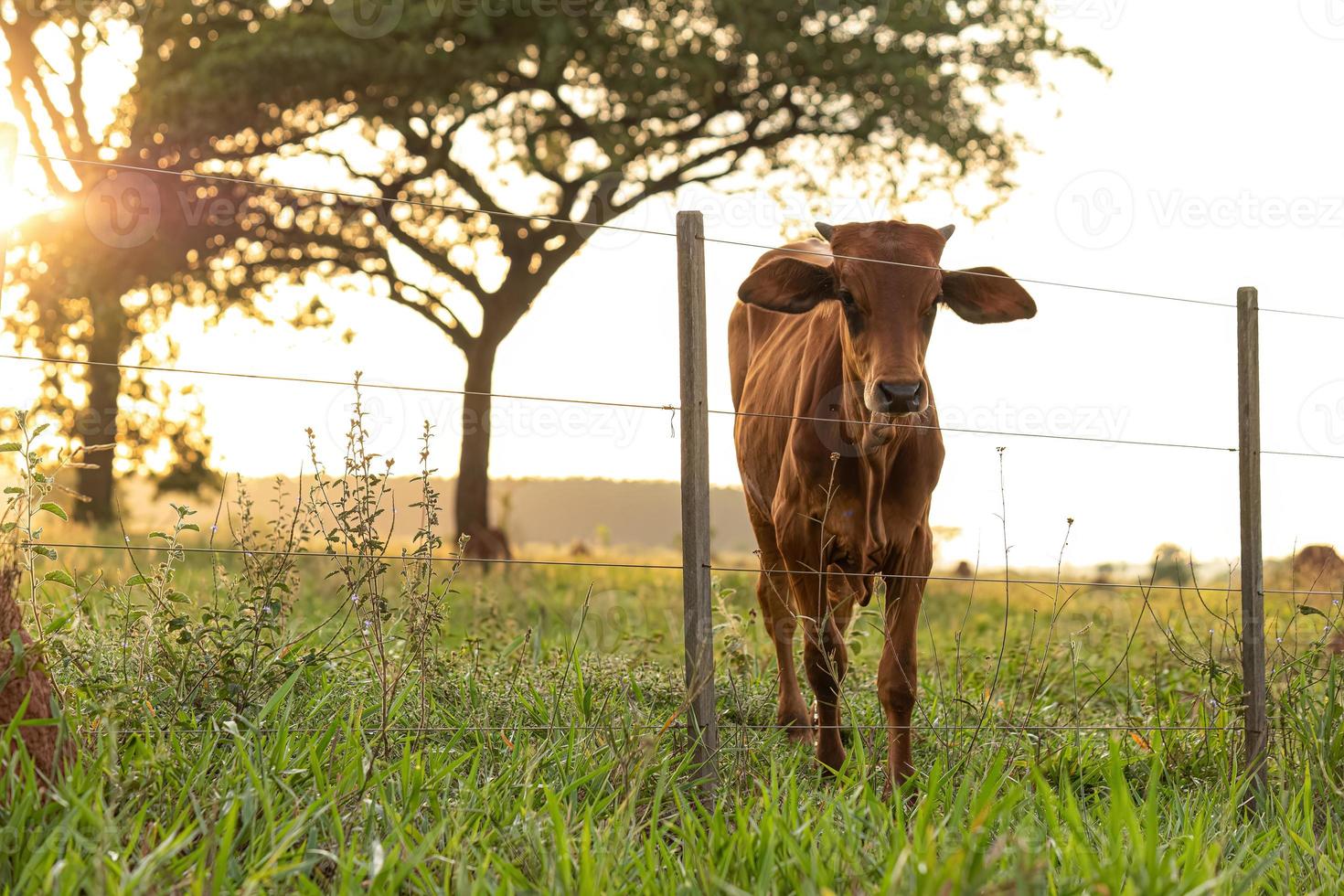 vaca negra adulta foto