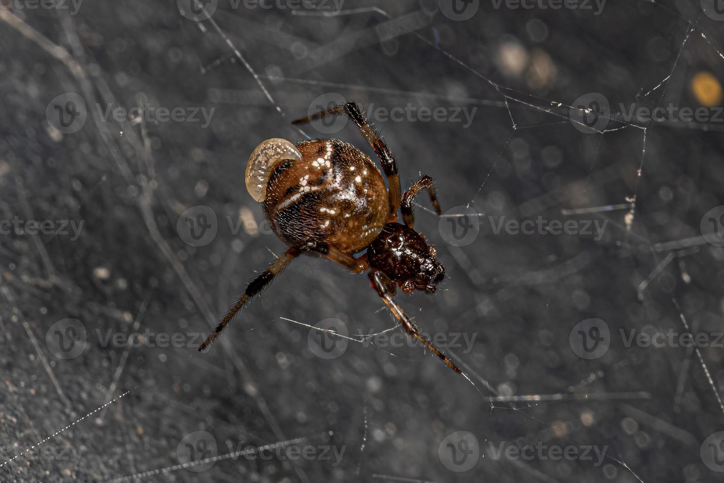 larva da vespa darwin parasitando uma aranha teia de aranha adulta foto