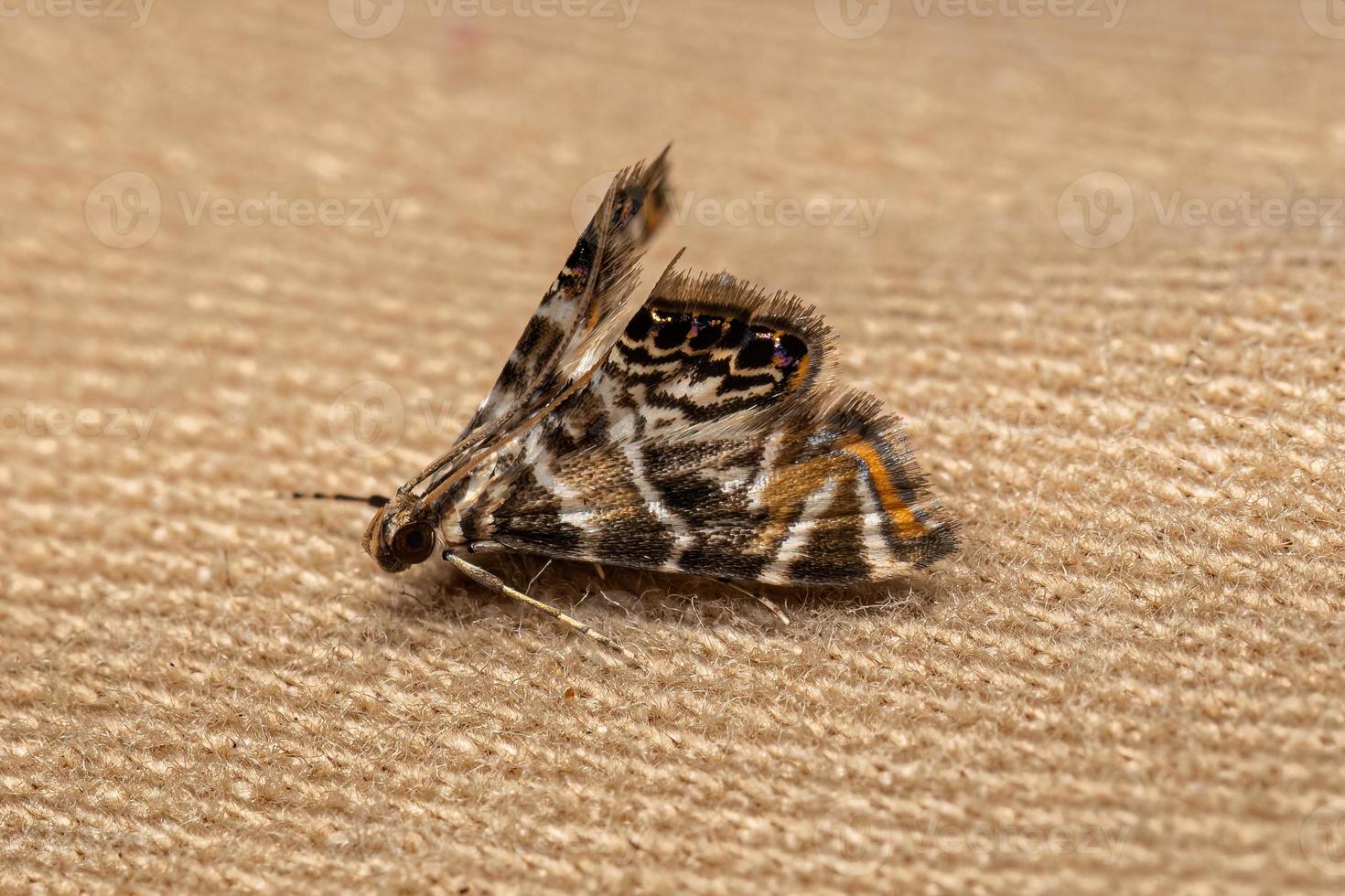 mariposa marca chinesa adulta foto