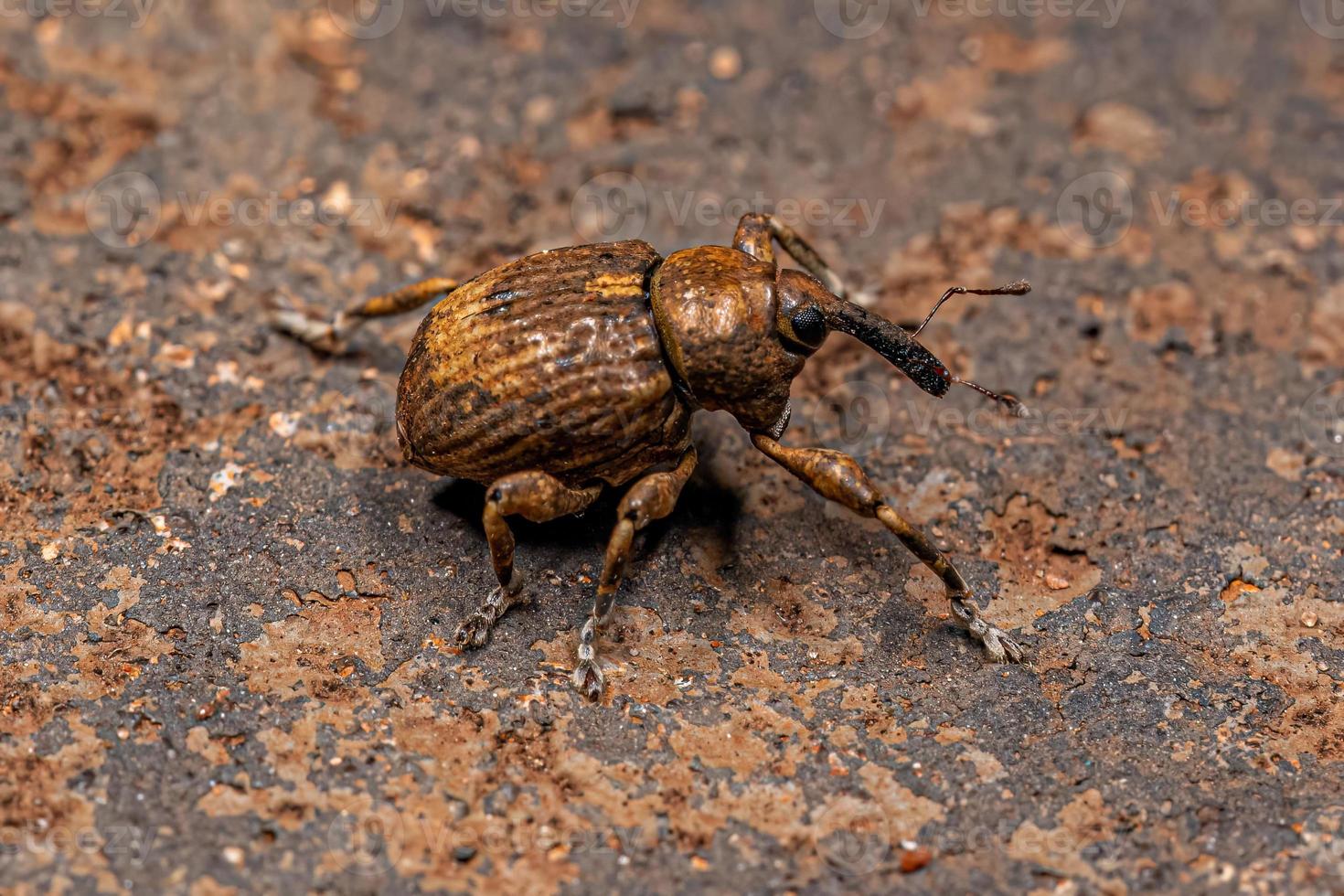 besouro gorgulho jacinto d'água adulto chevroned foto