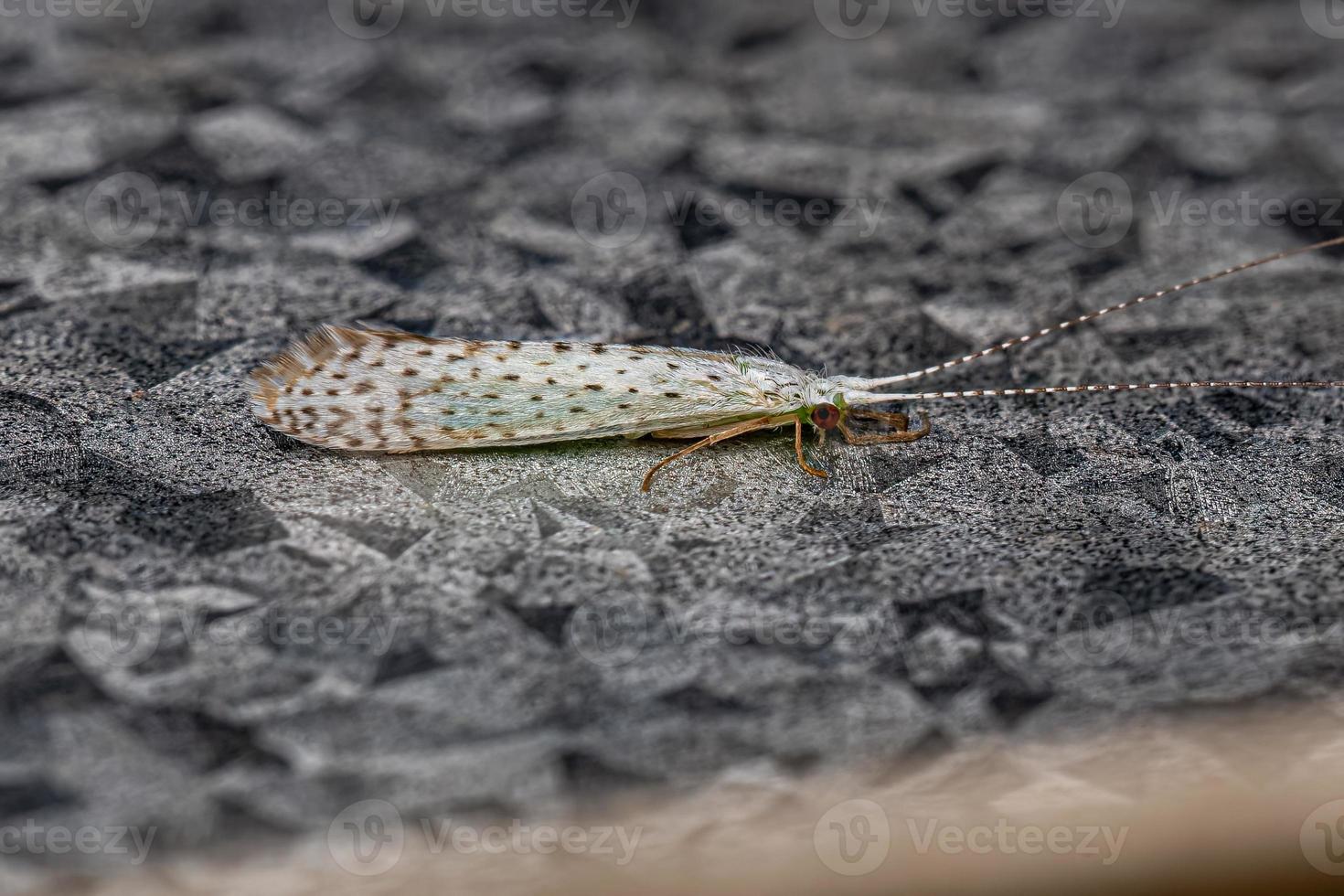 inseto caddisfly adulto foto