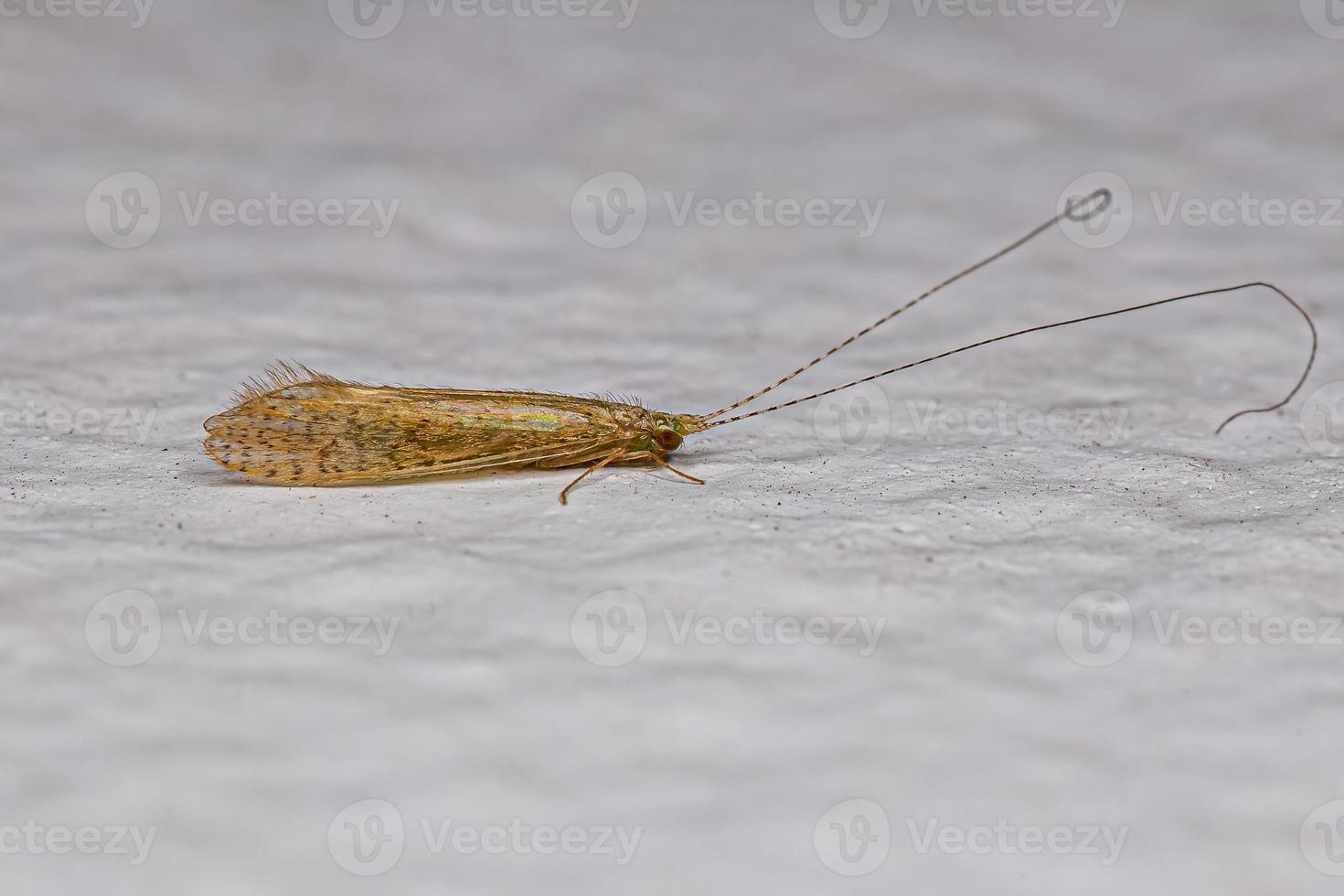 inseto caddisfly adulto foto