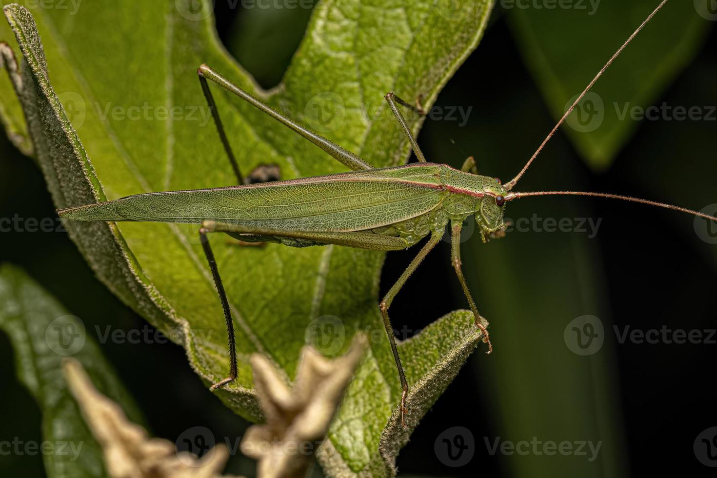 adulto faneropterina catydid foto