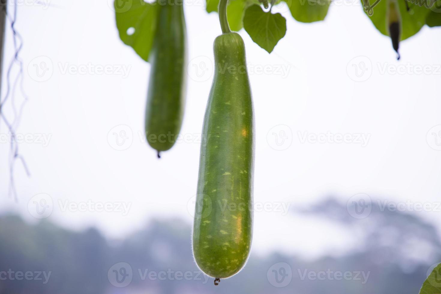 protetor de garrafa verde pendurado no galho da árvore do jardim com o fundo desfocado foto