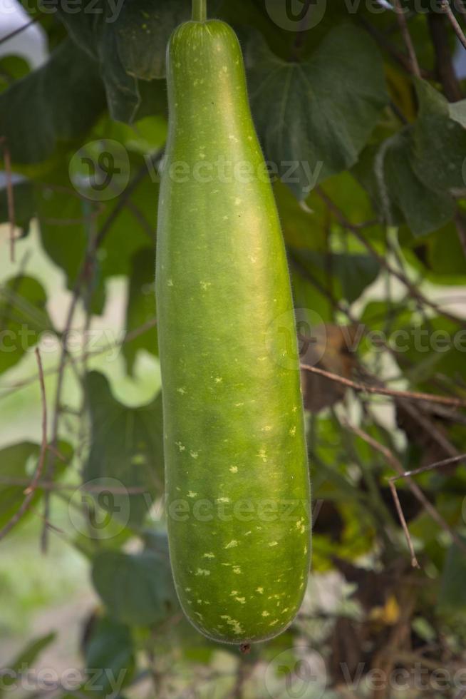 guarda garrafa verde pendurado no galho da árvore do jardim foto