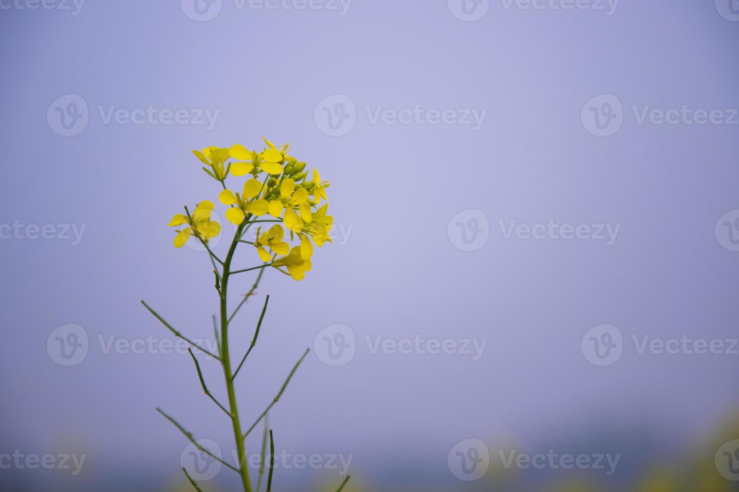 foco de close-up uma bela flor de colza amarela desabrochando com fundo desfocado foto