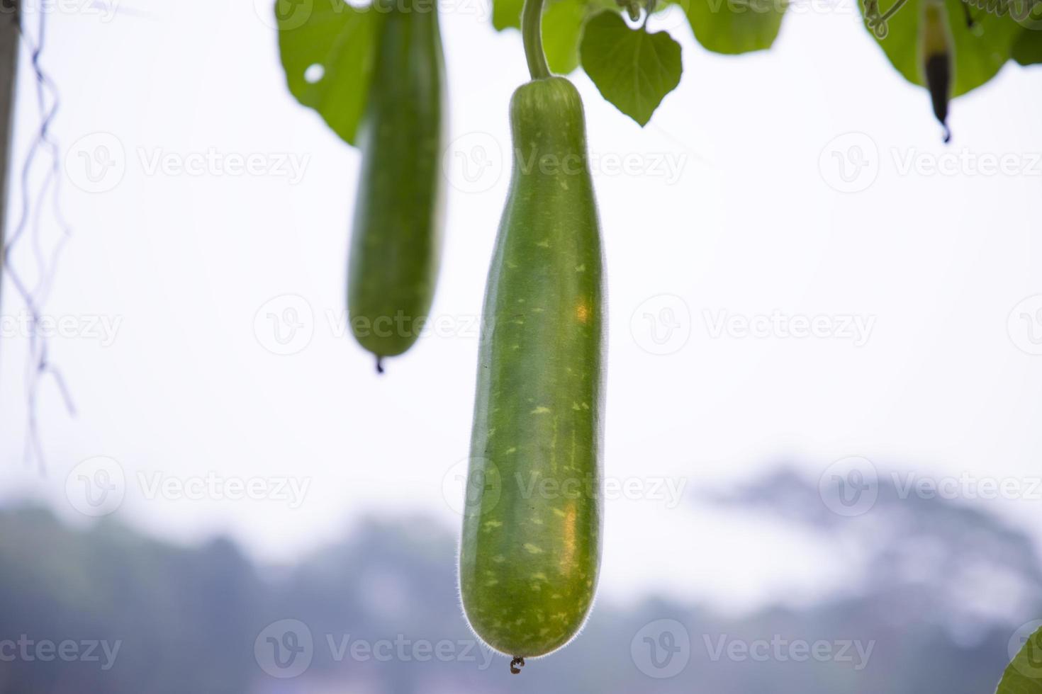 protetor de garrafa verde pendurado no galho da árvore do jardim com o fundo desfocado foto