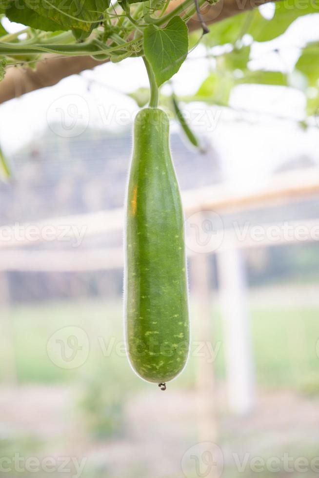 protetor de garrafa verde pendurado no galho da árvore do jardim com o fundo desfocado foto