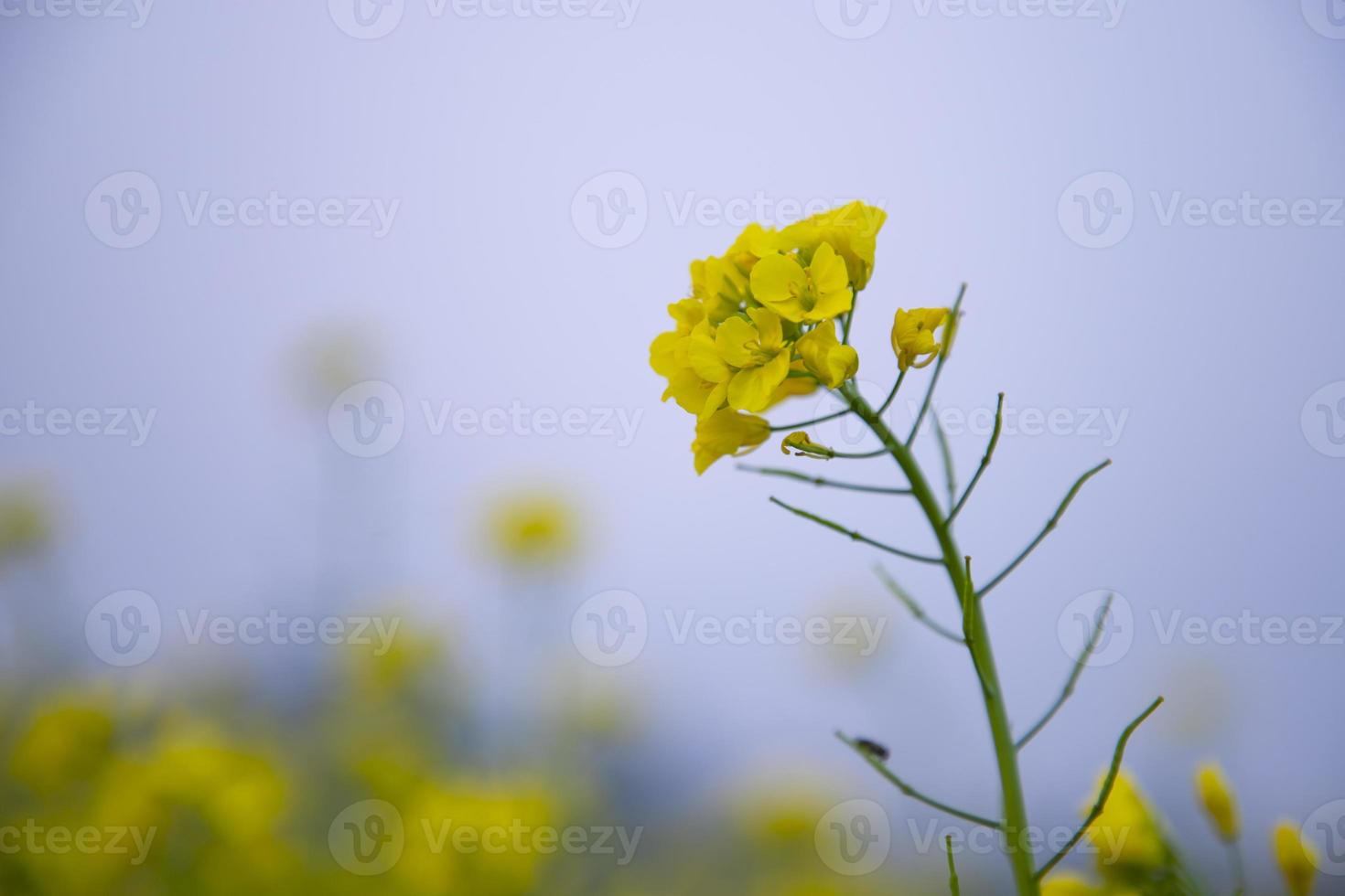 foco de close-up uma bela flor de colza amarela desabrochando com fundo desfocado foto