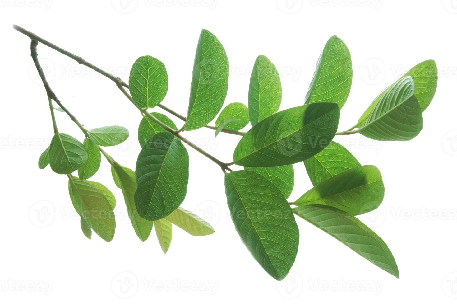 folhas de goiaba isoladas no fundo branco. o nome da planta é psidium guajava. foto