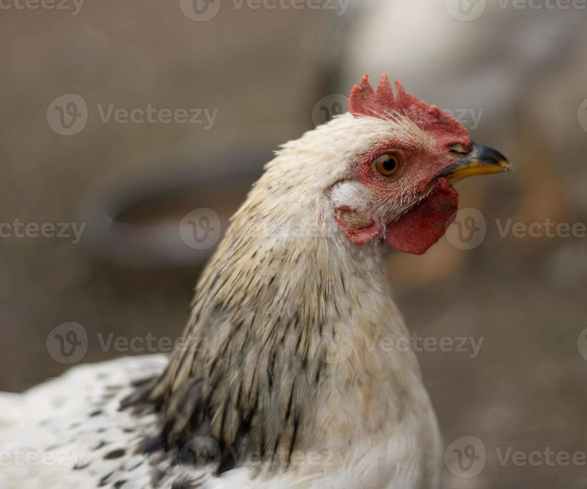 galinha branca com plumagem cinza no pescoço foto de perfil. fechar retrato de perfil