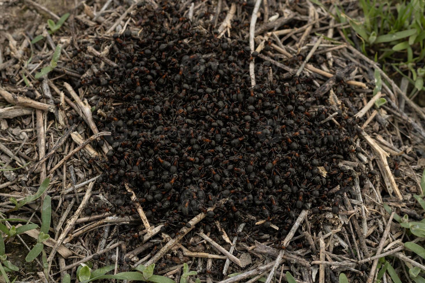 muitas formigas escalam umas às outras no centro do close-up do formigueiro. uma colônia de formigas de madeira vermelha - os insetos são de cor marrom-avermelhada com um abdômen escuro foto