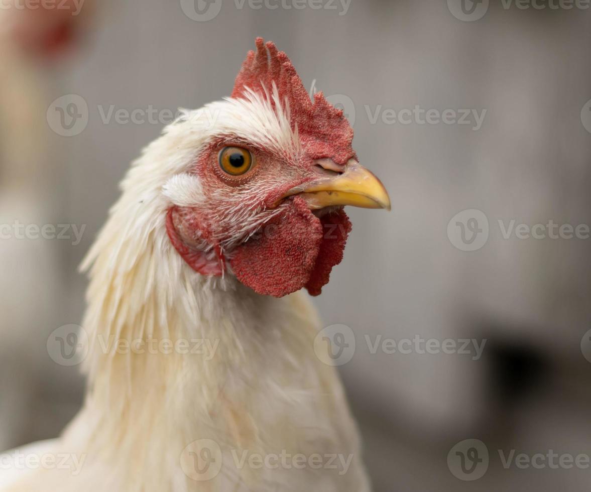 galinha branca olha com raiva para o espectador. retrato de uma galinha doméstica com raiva foto