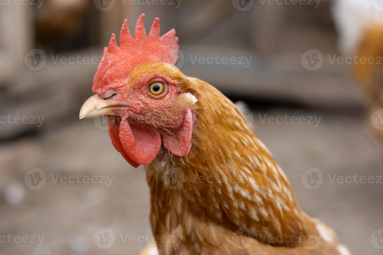 galinha ruiva com grande vieira vermelha olha para o espectador - retrato aproximado foto