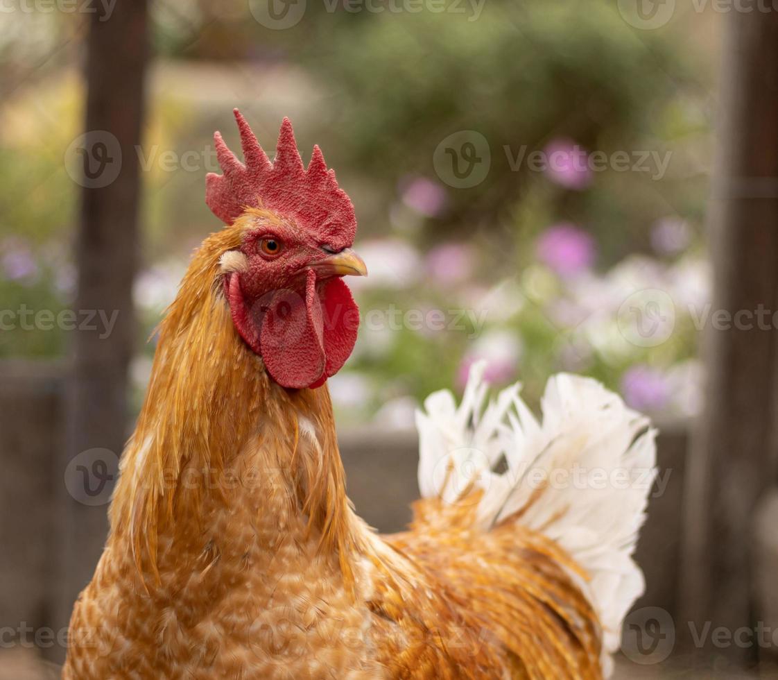 Retrato De Frango Branco Grande Frango Brava Galinha Linda Galinha Brava  Galinha Brava Com Grande Galinha Vermelha Coberto Prado Foto de Stock -  Imagem de torneira, livre: 201427036