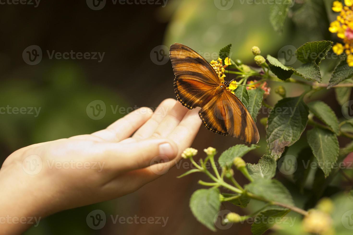 mão de criança tocando uma borboleta de tigre de carvalho na flor foto