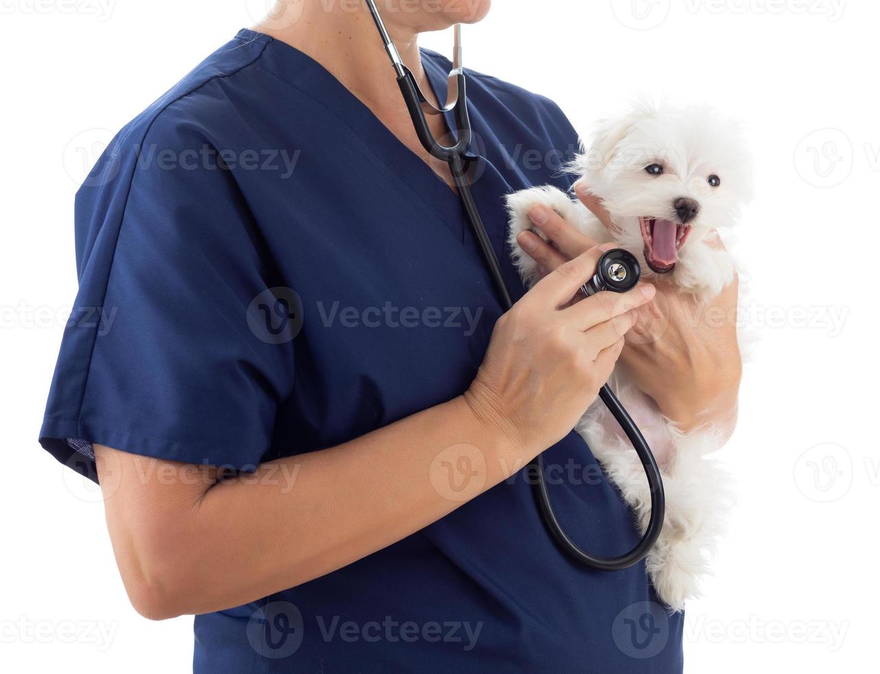 veterinária feminina com estetoscópio segurando jovem cachorro maltês isolado no branco foto