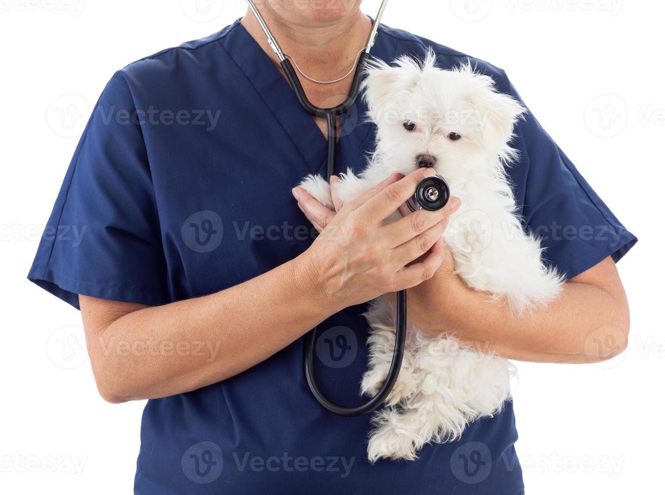 veterinária feminina com estetoscópio segurando jovem cachorro maltês isolado no branco foto