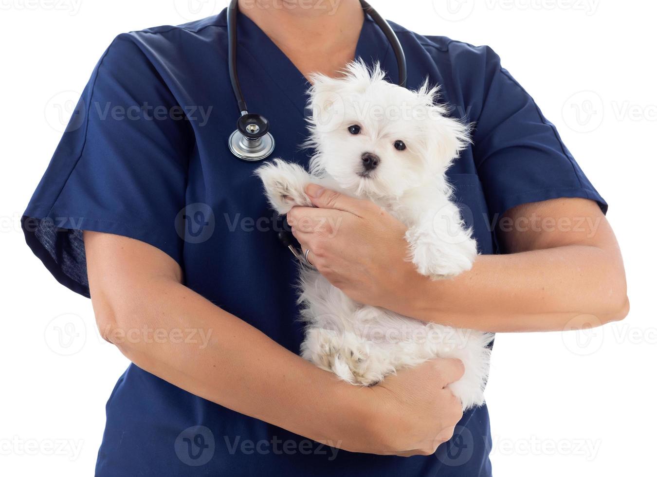 veterinária feminina com estetoscópio segurando jovem cachorro maltês isolado no branco foto