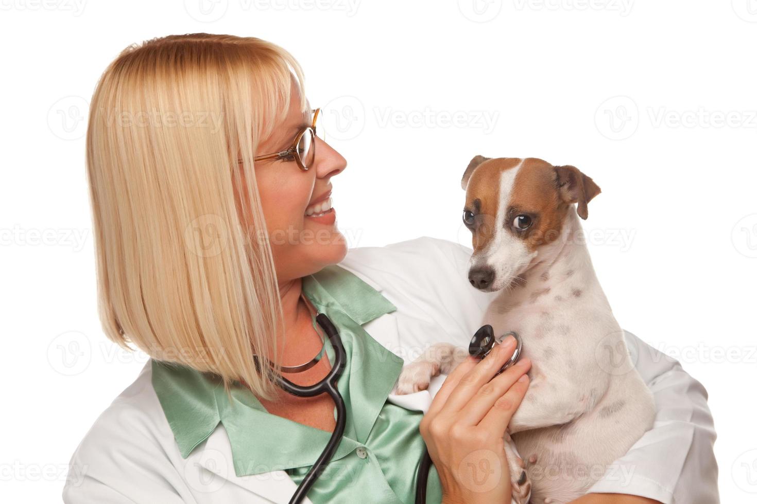 atraente médica veterinária com cachorrinho pequeno foto