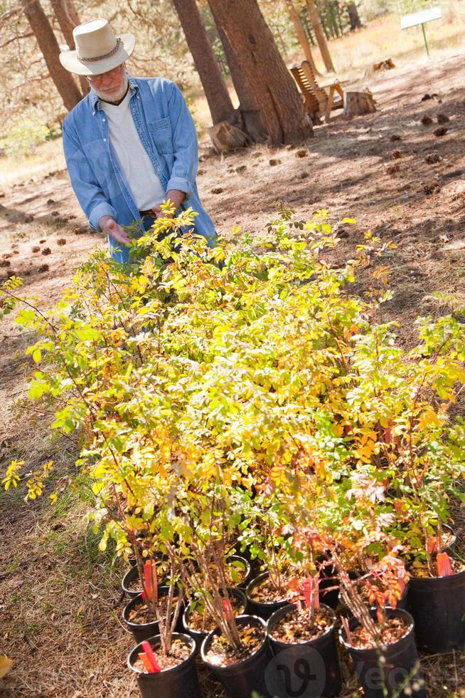 homem sênior atraente com vista para vasos de plantas foto