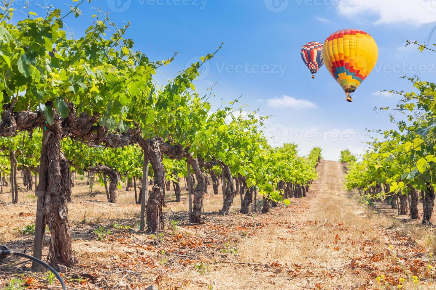 balões de ar quente voando acima do belo vinhedo verde. foto
