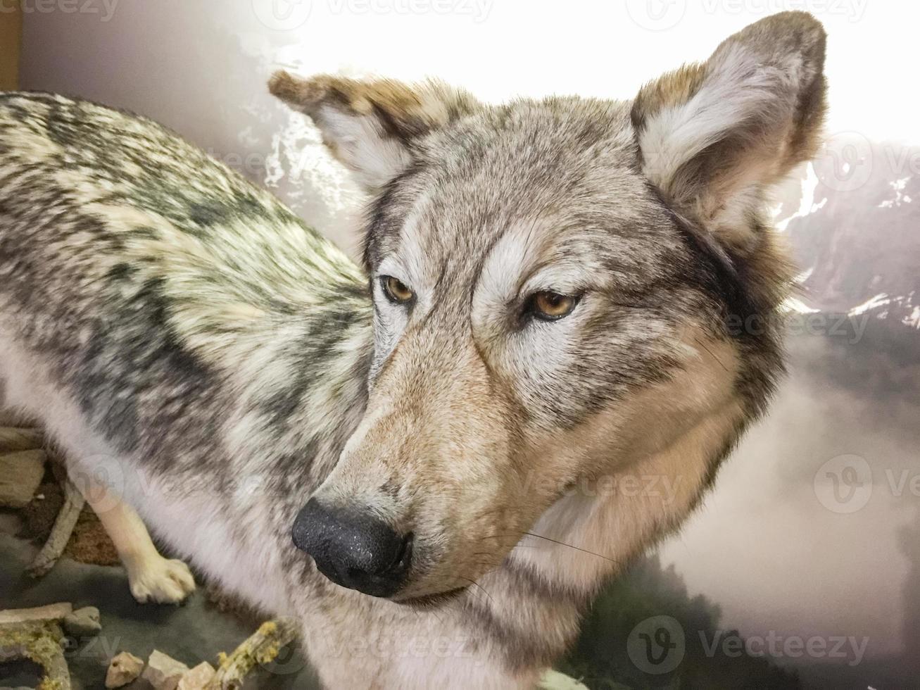 close-up de lobo cinzento foto