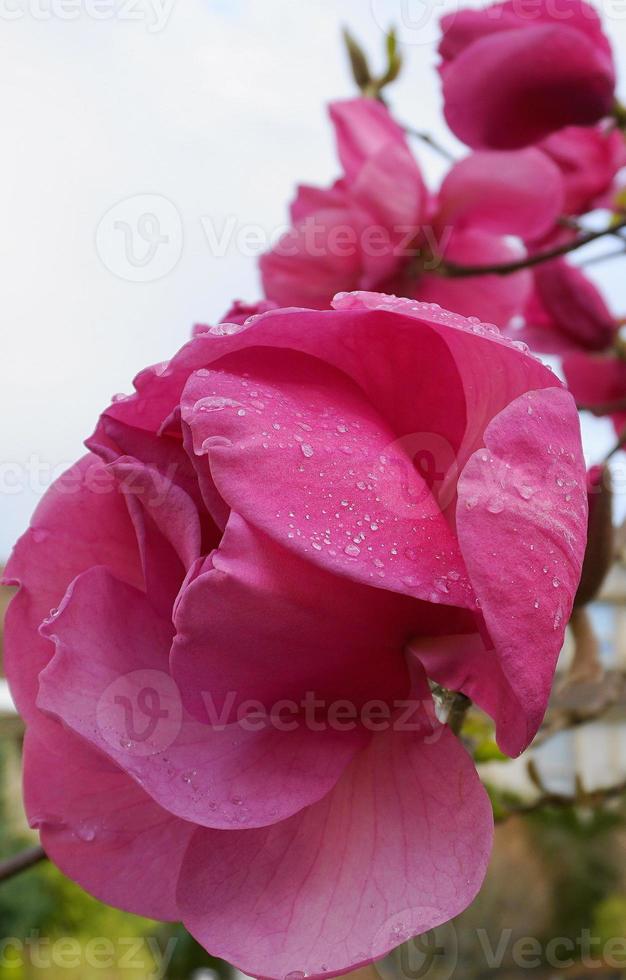 árvore florida de magnólia do júri felix. lindas flores gigantes de magnólia contra a casa e o fundo do céu azul fecham. foto