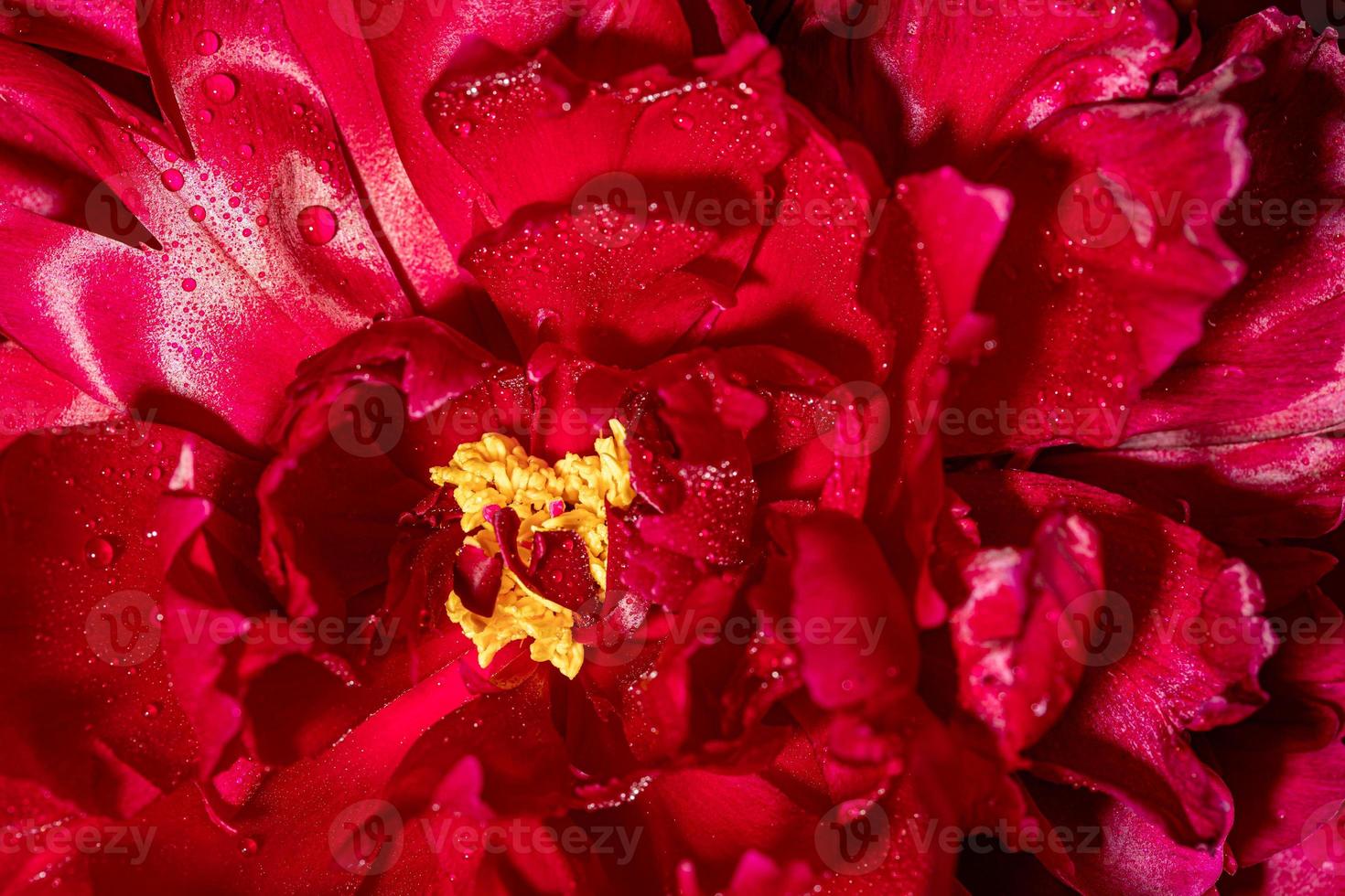 linda peônia magenta brilhante fresca com gotas de água fecham como papéis de parede de férias ou plano de fundo. foto