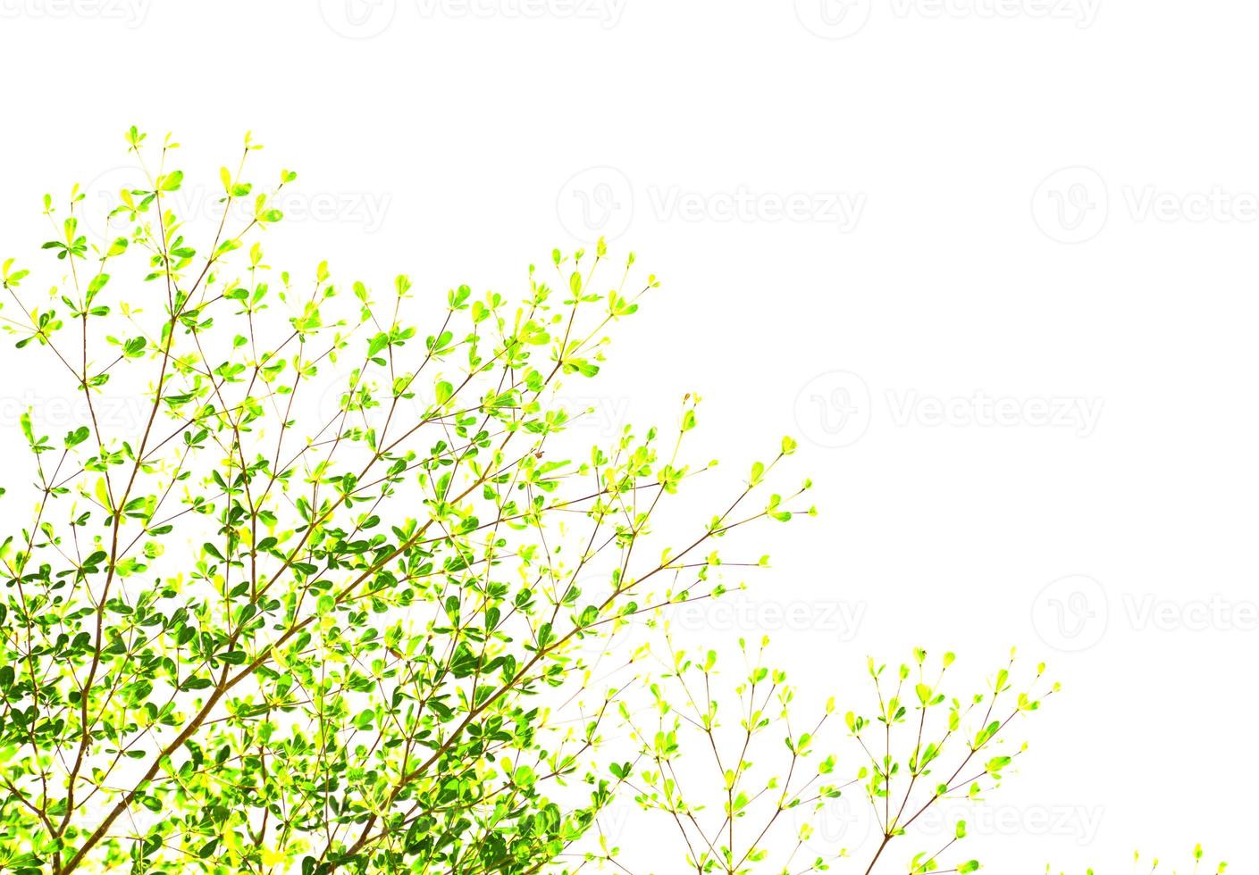 ramos verdes isolados no fundo branco. foco suave e seletivo. foto
