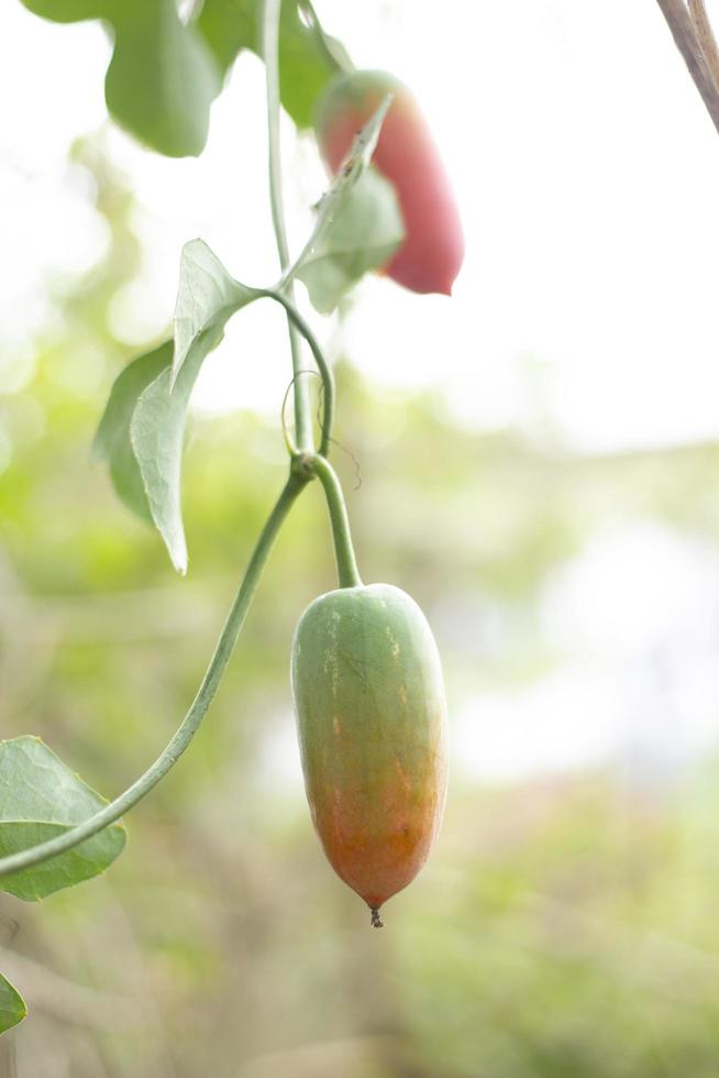 fruta coccinia grandis no jardim. foto