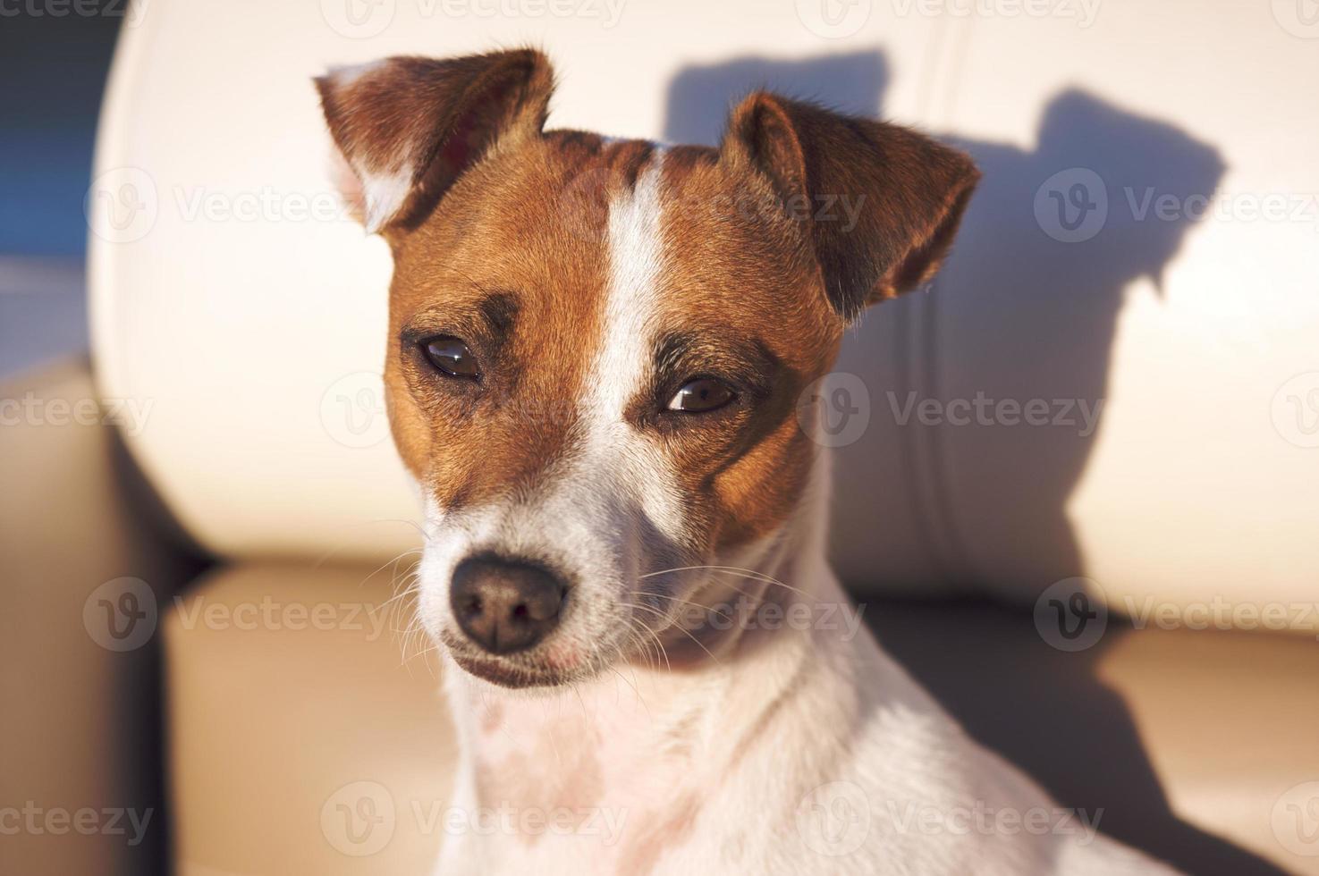 retrato de jack russell terrier foto