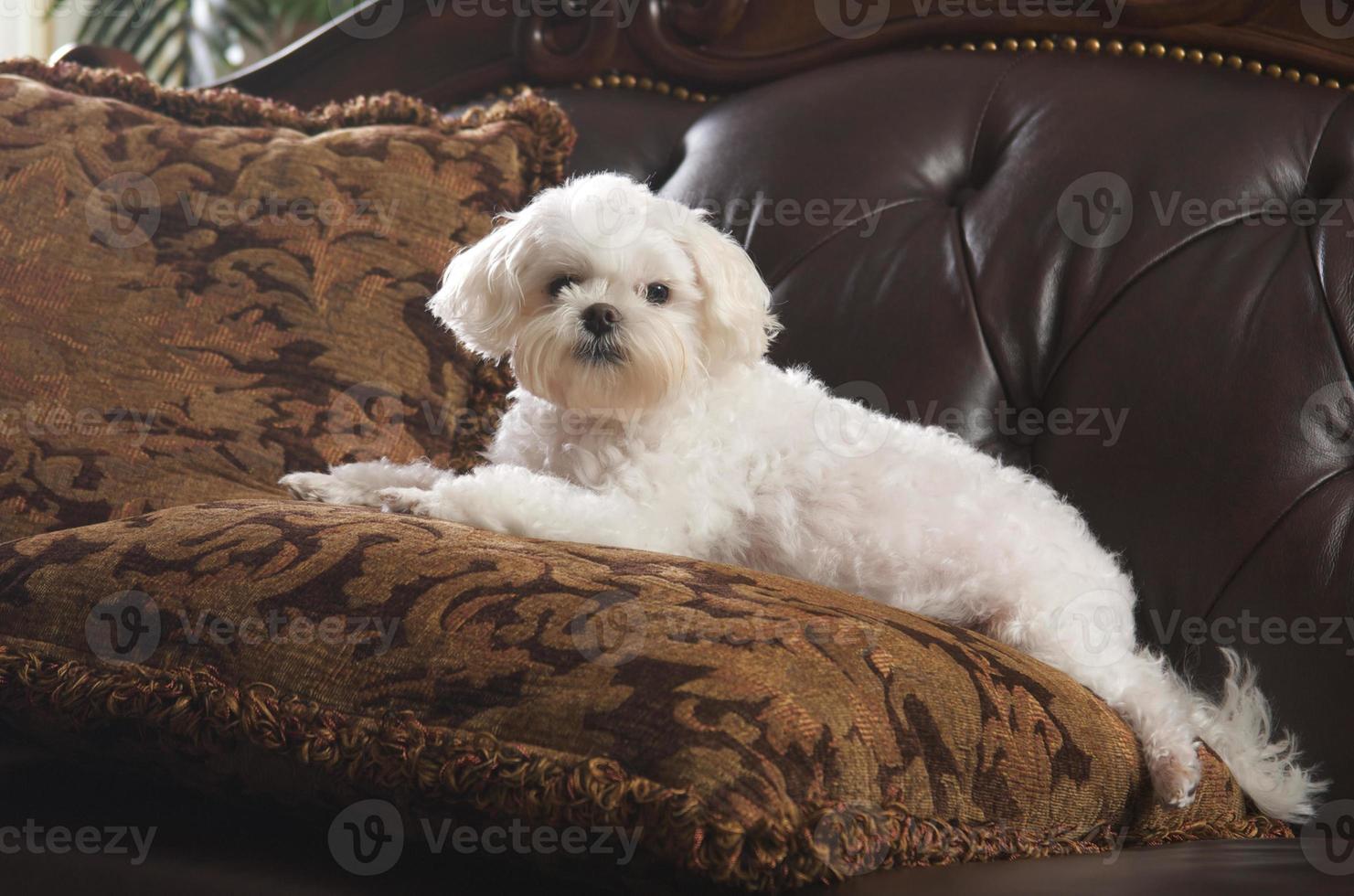 cachorro maltês relaxante foto