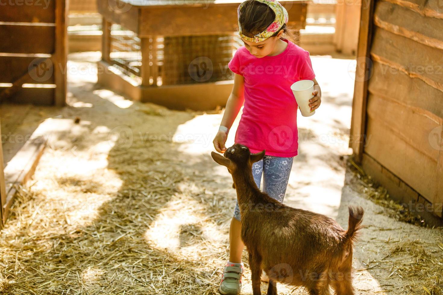 uma garotinha alimenta uma cabra em um zoológico infantil foto