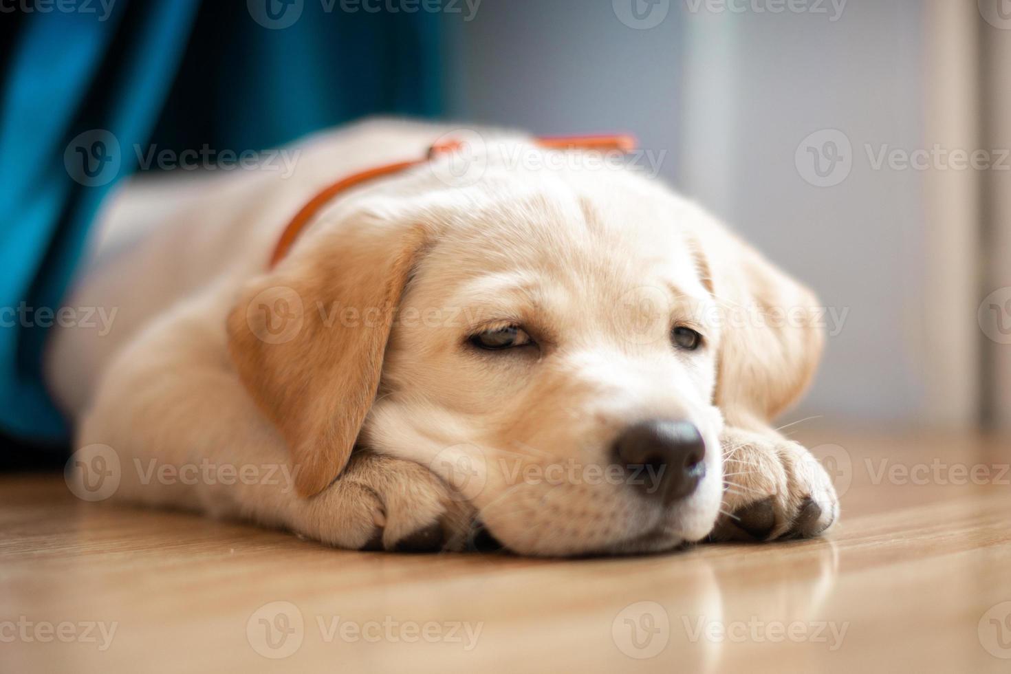 lindo cachorrinho labrador foto