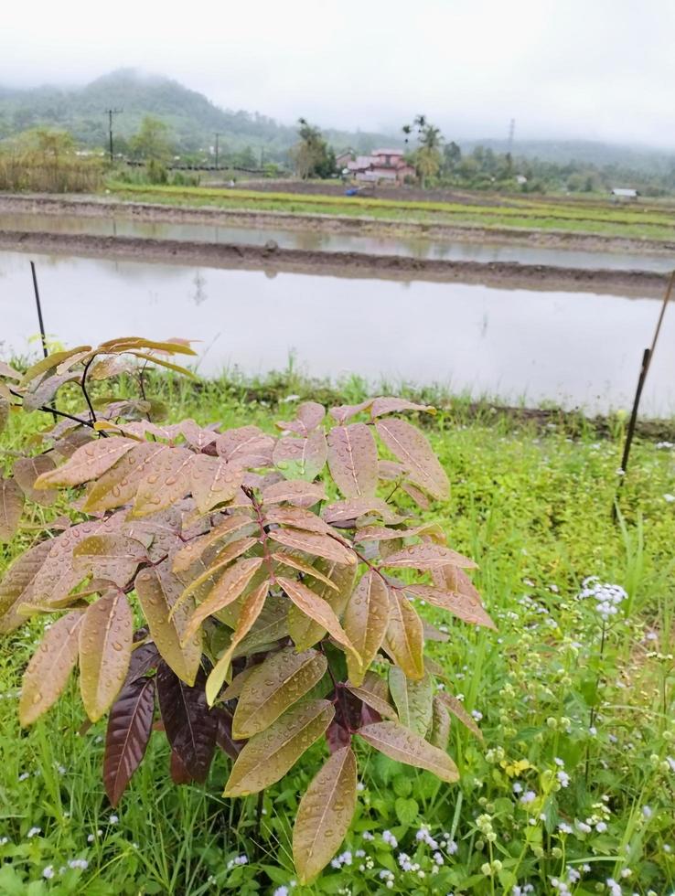 foto longan dimocarpus, folhas de longan fokus selecionados para fundo natural