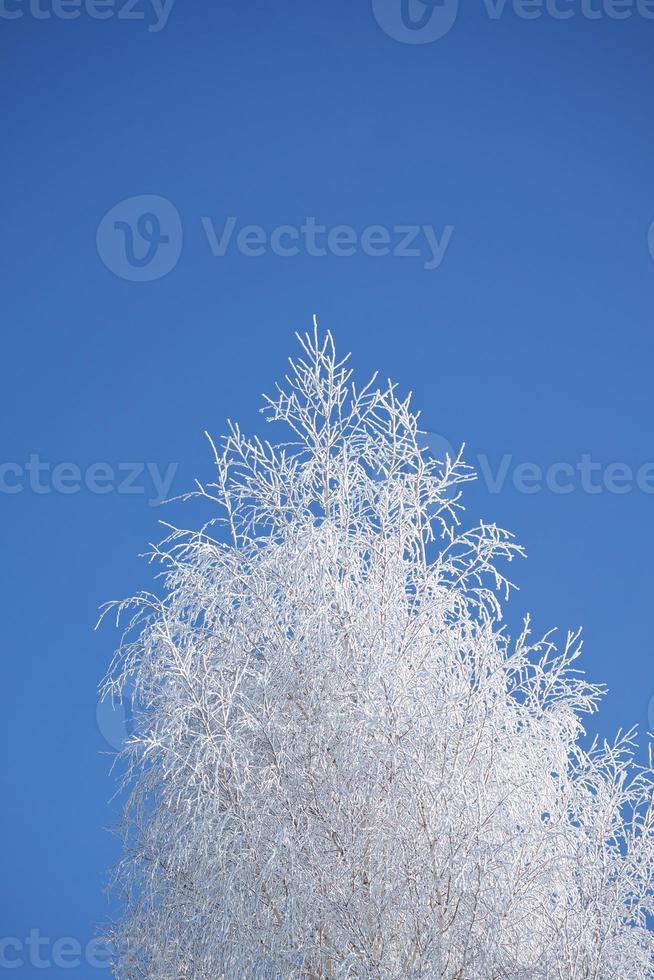 árvore de bétula gelada coberta de neve. galhos congelados cobertos com cristais de gelo foto