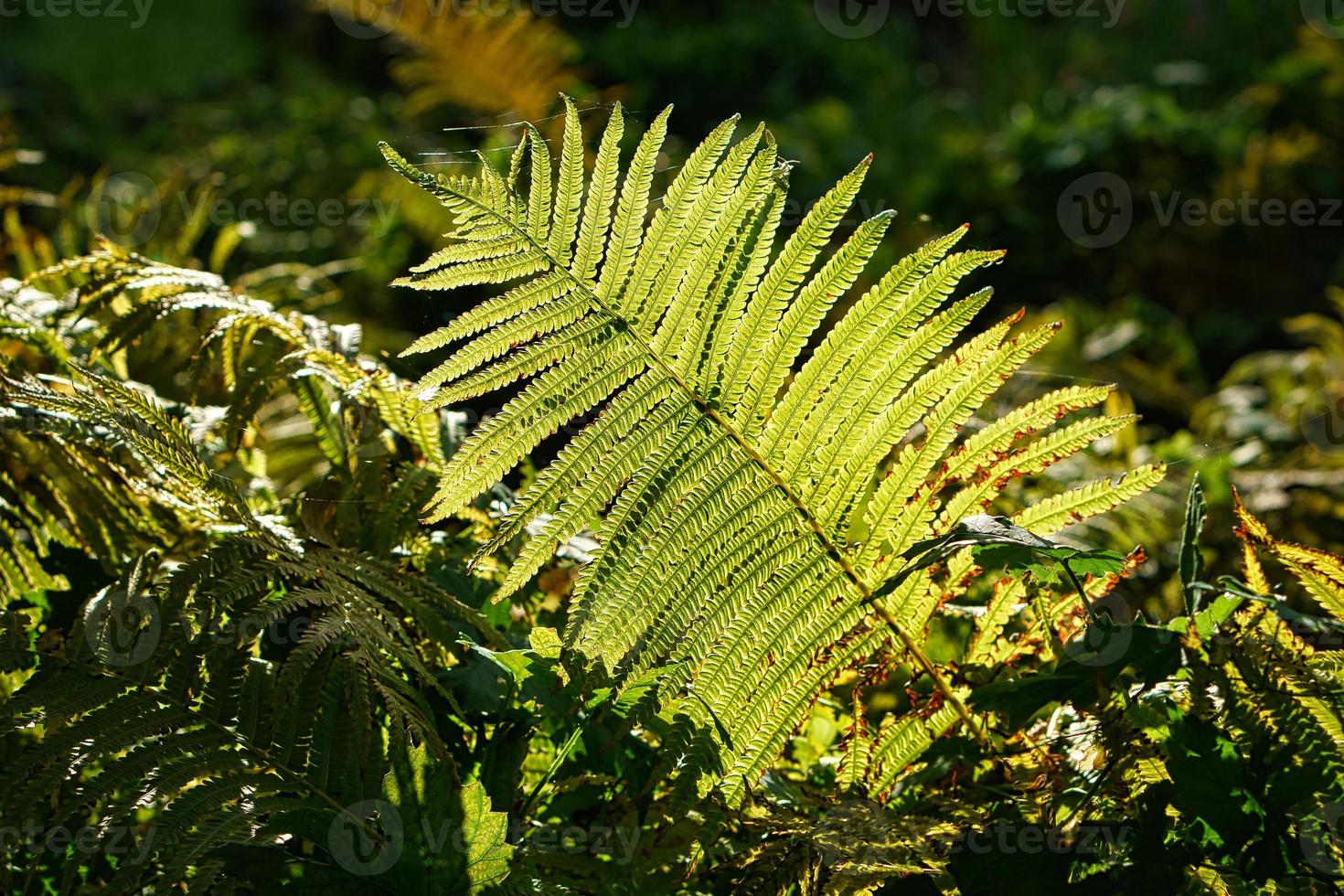 folha de samambaia verde amarela no outono com luz de outono. folha de samambaia em primeiro plano foto