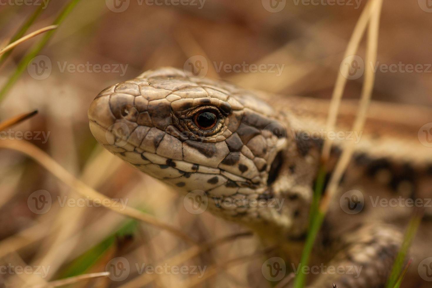 close-up da cabeça de um lagarto foto