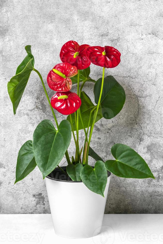 antúrio de planta de casa em vaso de flores branco isolado na mesa branca e fundo cinza antúrio é flores de flamingo em forma de coração ou antúrio andraeanum, araceae ou arum simbolizam hospitalidade foto