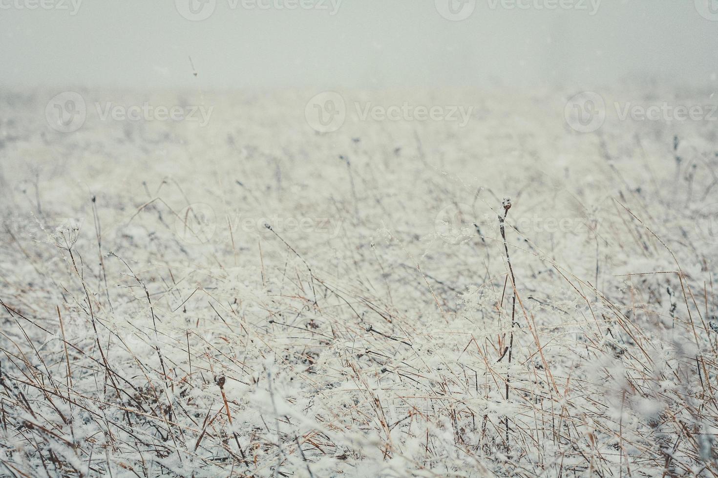 feche o campo seco coberto com a foto do conceito de neve