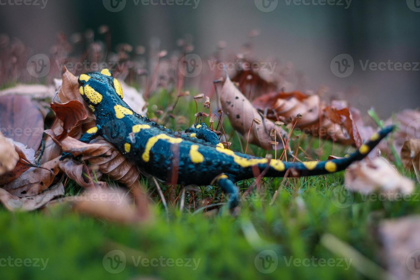 feche a salamandra na foto do conceito de folhas secas