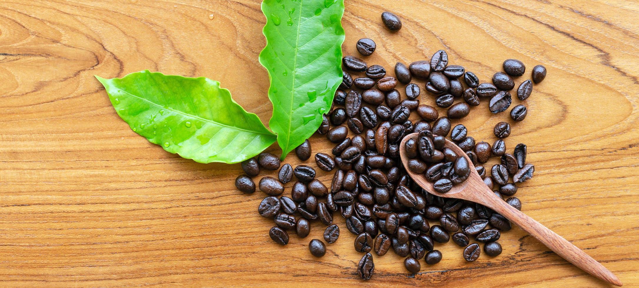 vista superior de grãos de café torrados escuros em uma colher de pau e folhas de café verde fresco sobre fundo de madeira. foto