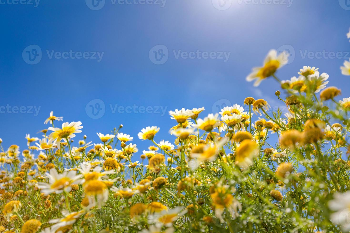 belo campo de flores margaridas na primavera. Prado de verão abstrato turva com flores brilhantes e céu azul. cenário idílico da natureza, raios solares. natureza bela foto