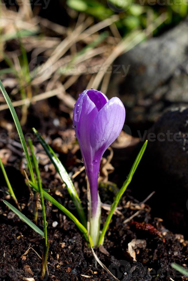 açafrão violeta close-up no vale hemsedal, em buskerud, noruega, flor de primavera na manhã de verão, imagem para papel de parede, pôster, design de calendário foto